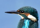 Juvenile Female Kingfisher